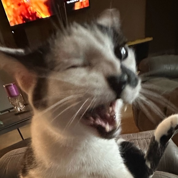 Meet your Posher, Iris - Picture 1 of 1